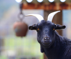A black goat with a cowbell in the background.