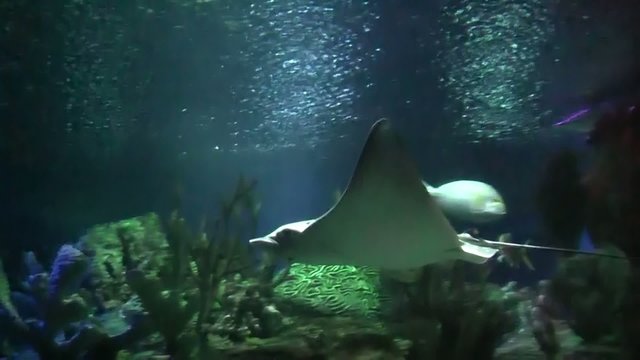 floating in the aquarium, a large electric ramp. Slow motion