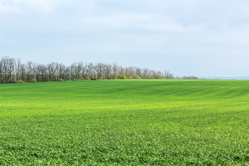 Obraz premium Green field with shoots of spring wheat