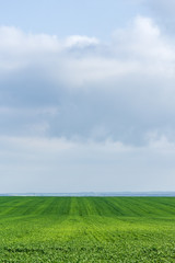 Green field with wheat grass against the sky