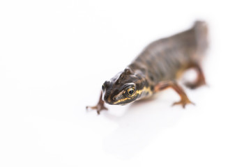 Smooth newt on white background