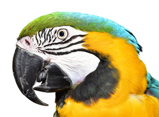 Blue and Gold Macaw isolated on white