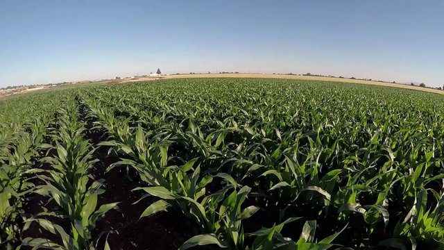 Agriculture farm growing food for America