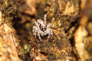 Small insect and bug spider in the garden