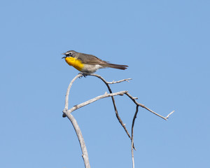 A side view of a Yellow-breasted Chat singing on a dry branch.