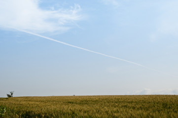 Fototapeta na wymiar 麦畑と飛行機雲のある青空