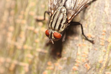 Small insect and bug spider in the garden