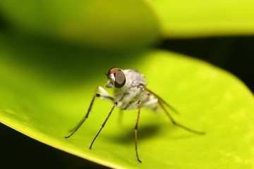 Small insect and bug spider in the garden
