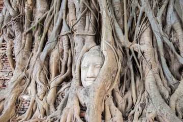 Buddha's head in tree