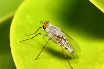 Small insect and bug spider in the garden