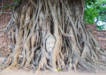 popular Buddha's head in tree