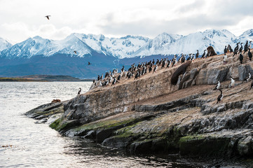 Sea lion and King Cormorant colony sits on the rock in the Beagle Channel, Tierra del Fuego,...
