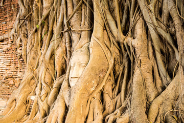 popular Buddha's head in tree