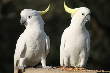 Two Cockatoos