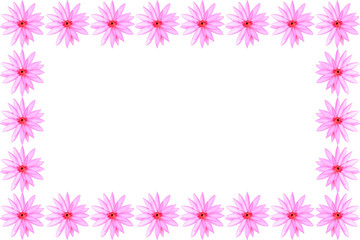 Close up pink lotus flowers isolated on white