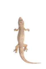 Naklejka premium Close up dead of lizard isolated on white