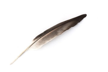 Close up detail of bird feather isolated on white