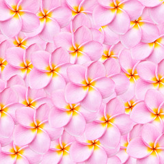 Pattern pink frangipani flower texture for background