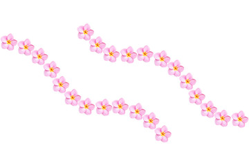 Close up pink frangipani flower isolated on white