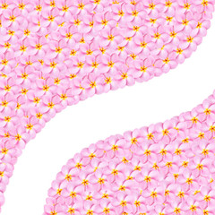 Pattern pink frangipani flower texture for background