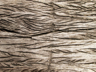 Old wood texture. Background