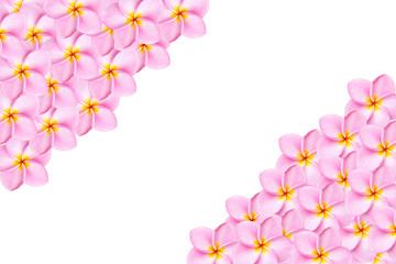Obraz na płótnie Canvas Close up pink frangipani flower isolated on white