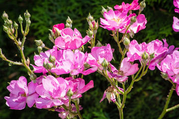 Pink Flowers