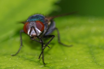 Detail of the red faceted eyes of a fly on a green leaf