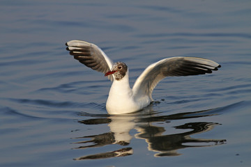Seagull in the water with open wings