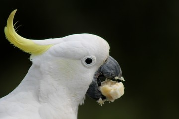 Cockatoo eating banana