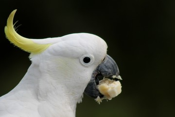 Cockatoo eating banana © leahrachel