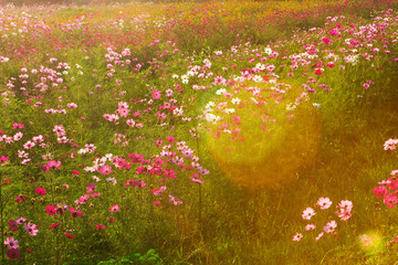 Cosmos flowers in the evening light.