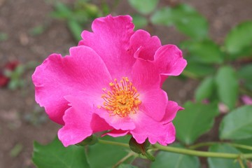 ピンクのバラ　プレーガール