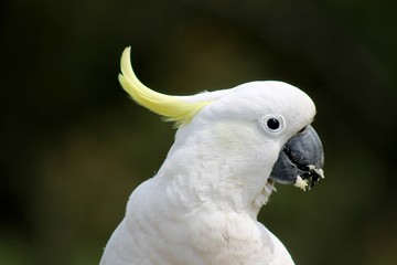 Cockatoo