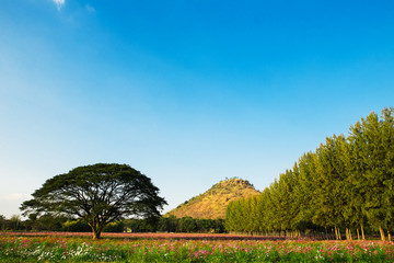 cosmos flowers fields