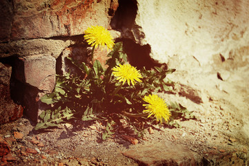 yellow dandelion flowers near a brick wall