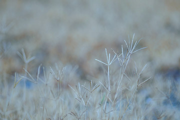 Texture on Die grass