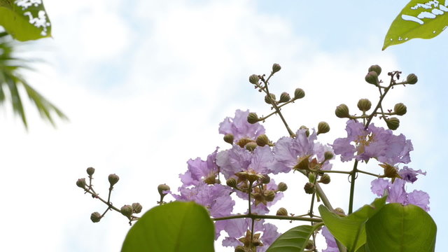 purple banaba flowers swaying in the wind