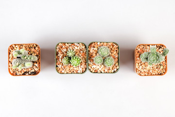 Cactuses on white background