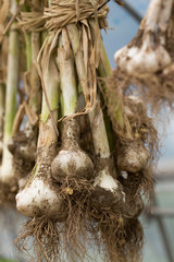 収穫したニンニク