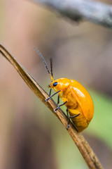 Little orange beetle on nature background