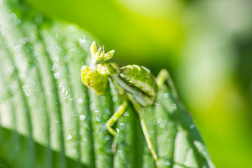 Praying mantis (Mantis religiosa) on green leaf