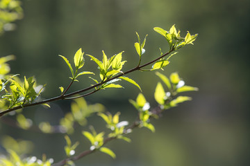 branches with green spring leaves