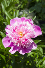 pink peony in garden