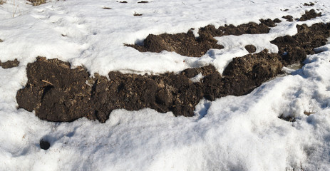 Spring field covered with snow