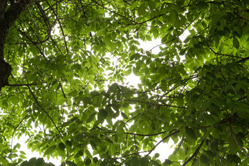 Fototapeta premium Sunlight Through Green Leaves