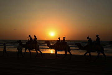 Fototapeta na wymiar Camel walk on the beach at sunset