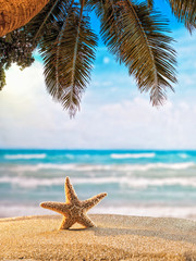 Naklejka na ściany i meble starfish on the beach