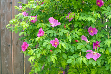 Blooming bush of wild rose
