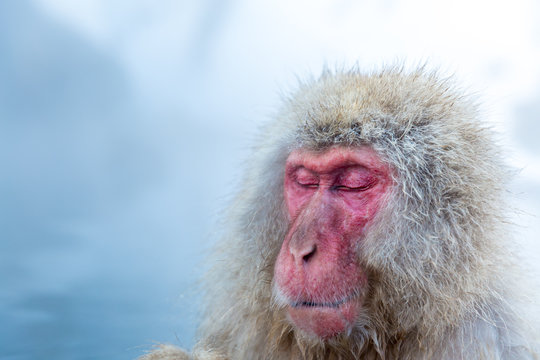 Snow Monkey Macaque Onsen